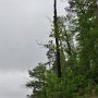 <p align=left> Paysage typique des bords de rivières et océan: les arbres ne poussent guère dans le sable